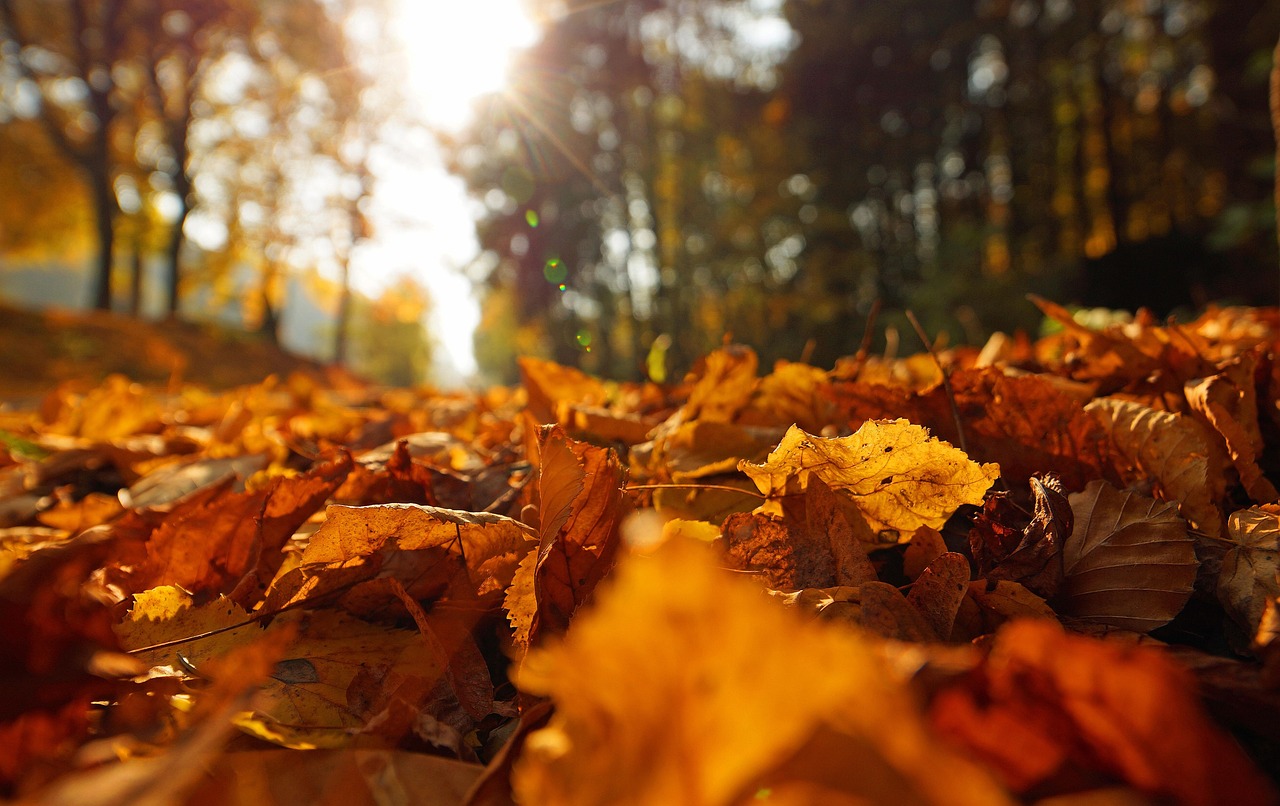 Indian Summer 3951083 1280